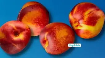 Aldi Süd Nektarinen Angebot