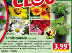 Norma Großstauden Angebot