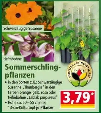 Norma Sommerschlingpflanzen Angebot