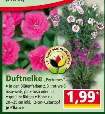 Norma Duftnelke „Perfumes“ Angebot