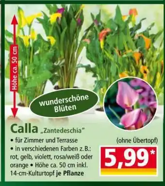 Norma Calla „Zantedeschia” Angebot