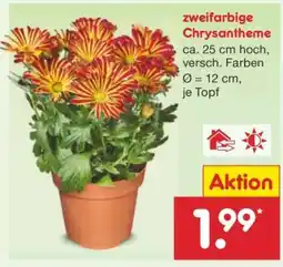 Netto Marken-Discount zweifarbige Chrysantheme Angebot