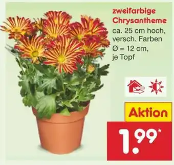 Netto Marken-Discount zweifarbige Chrysantheme Angebot