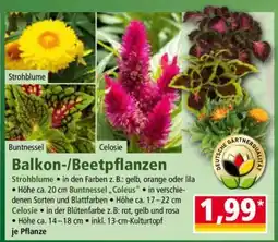 Norma Balkon-/Beetpflanzen Angebot