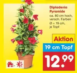 Netto Marken-Discount Dipladenia- Pyramide Angebot