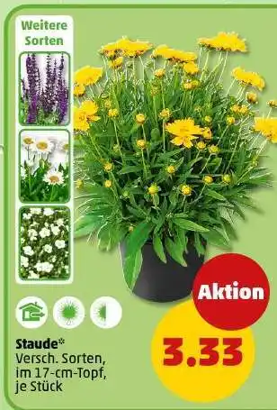 PENNY Staude Angebot