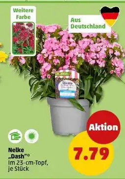 PENNY Nelke „Dash“ Angebot