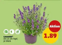 PENNY Lavendel Angebot
