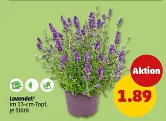 PENNY Lavendel Angebot