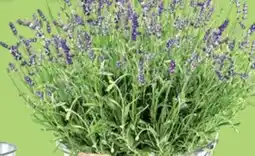 Thomas Philipps Lavendel Angebot