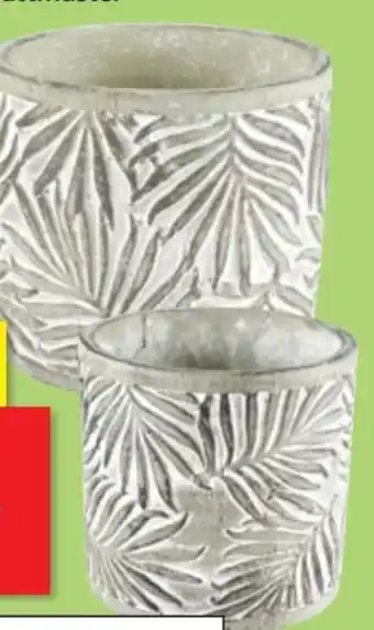Thomas Philipps Blumentopf Angebot