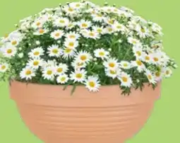 Thomas Philipps Terrakotta Pflanzschale Angebot