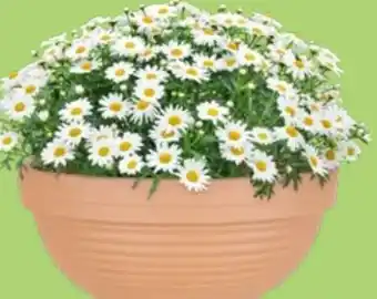 Thomas Philipps Terrakotta Pflanzschale Angebot