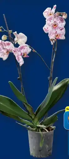 Lidl Schmetterlingsorchidee Angebot
