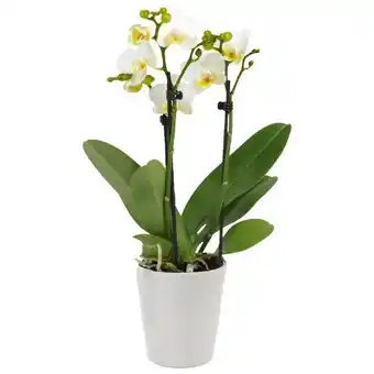 toom Baumarkt Toom Schmetterlingsorchidee Little Kolibri Angebot