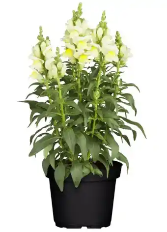 toom Baumarkt Toom Löwenmäulchen Angebot