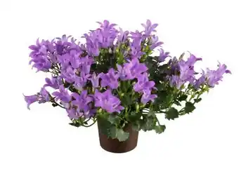 toom Baumarkt Toom Glockenblume Angebot
