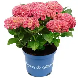 toom Baumarkt Toom Hortensie Royalty Angebot