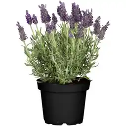 toom Baumarkt Toom Schopflavendel Anouk Angebot