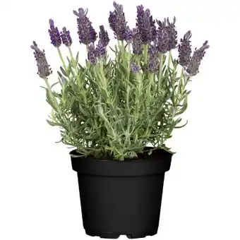 toom Baumarkt Toom Schopflavendel Anouk Angebot