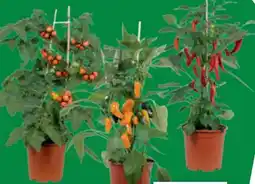 toom Baumarkt Snackgemüse Pick & Joy Angebot
