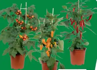 toom Baumarkt Snackgemüse Pick & Joy Angebot