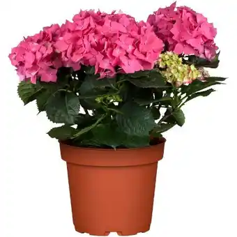 toom Baumarkt Toom Bauernhortensie Angebot