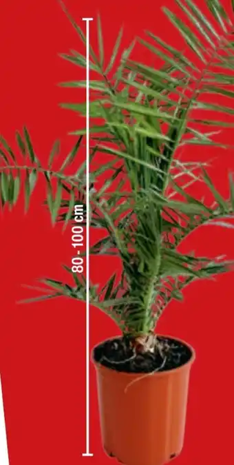 toom Baumarkt Palmen Angebot