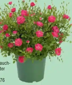 toom Baumarkt Rosen-Mix Towne & Country Angebot