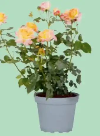 toom Baumarkt Nostalgische Rose Angebot