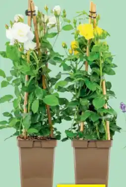 toom Baumarkt Rosen-Mix Angebot