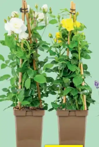 toom Baumarkt Rosen-Mix Angebot
