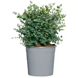 toom Baumarkt Eukalyptus Angebot