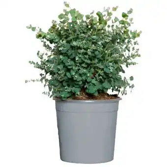 toom Baumarkt Eukalyptus Angebot