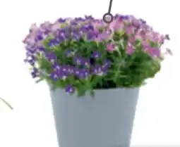toom Baumarkt Duo-Sternenblume Angebot