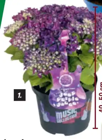 toom Baumarkt Toom Hortensie Music Collection Angebot