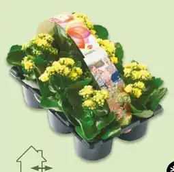 NETTO Gartenkalanchoe Angebot