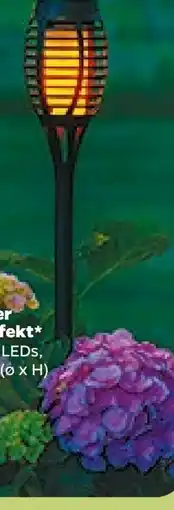 NETTO Garden Dream Solar-Stecker Flammeneffekt Angebot