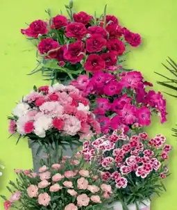 B1 Discount Baumarkt Gartennelken Angebot