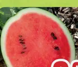 B1 Discount Baumarkt Melone Pflanze Angebot