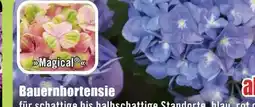 B1 Discount Baumarkt Bauernhortensien-Busch Angebot