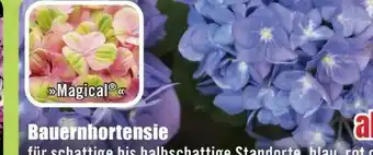 B1 Discount Baumarkt Bauernhortensien-Busch Angebot