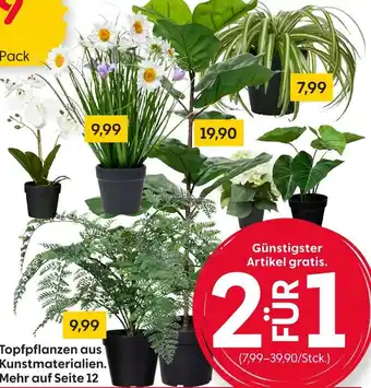 Rusta Topfpflanzen Angebot