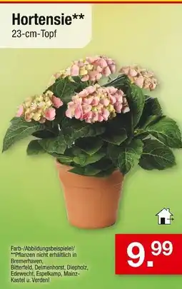 Zimmermann Hortensie Angebot