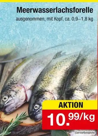 Zimmermann Meerwasserlachsforelle Angebot