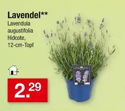 Zimmermann Lavendel Angebot