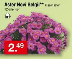 Zimmermann Aster novi belgii kissenaster Angebot