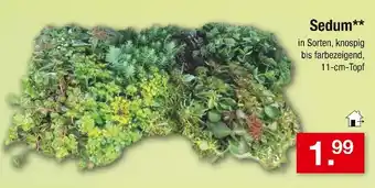 Zimmermann Sedum Angebot
