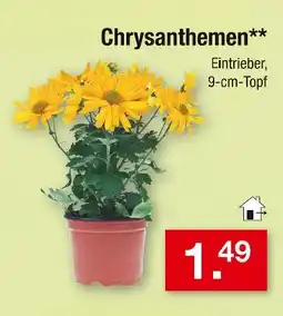 Zimmermann Chrysanthemen Angebot
