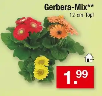 Zimmermann Gerbera-mix Angebot